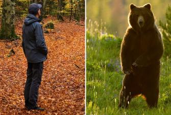 Man or Bear Viral? 